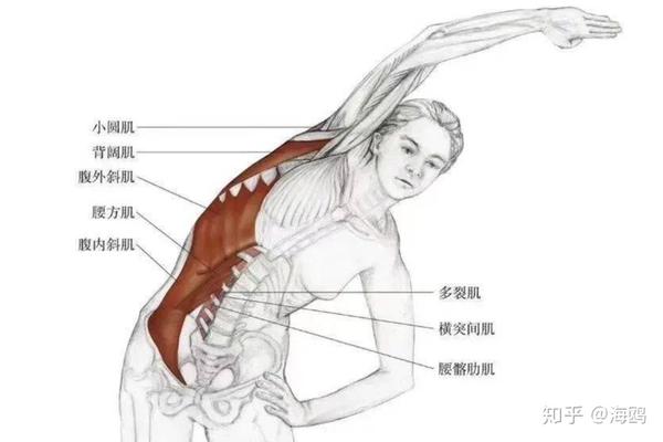 瑜伽解剖腰方肌腰痛之首要原因80的腰痛都和腰方肌有关