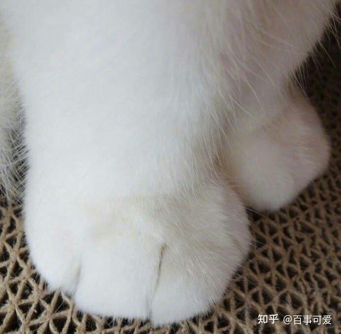 可以拍一些可爱的猫爪爪吗可以当头像的那种谢谢无猫人士的卑微请求