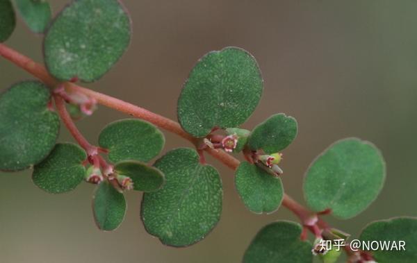 千根草和地锦草及通奶草的区别