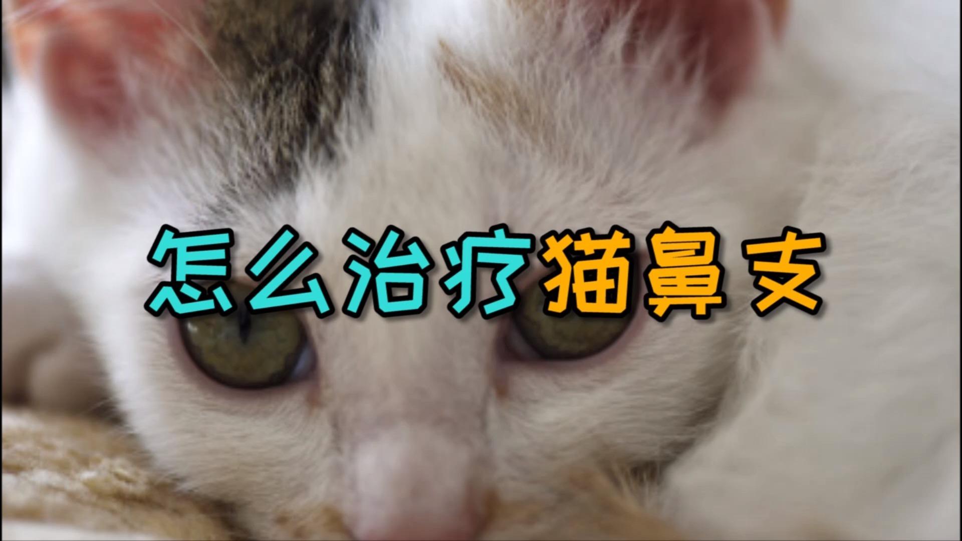 6:13犬瘟怎样治疗 willie · 108 次播放 0:58猫瘟的后遗症喵喵喵mua