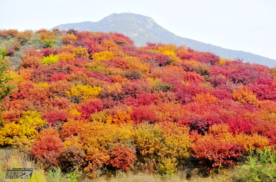 这里景色独特,石道蜿蜒,红叶随行,仰角层林尽染,举头云峰雾绕,与香山