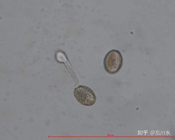 甘蓝型油菜成熟花粉离体萌发试验