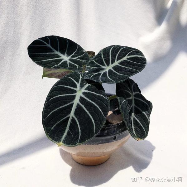 4.黑天鹅海芋