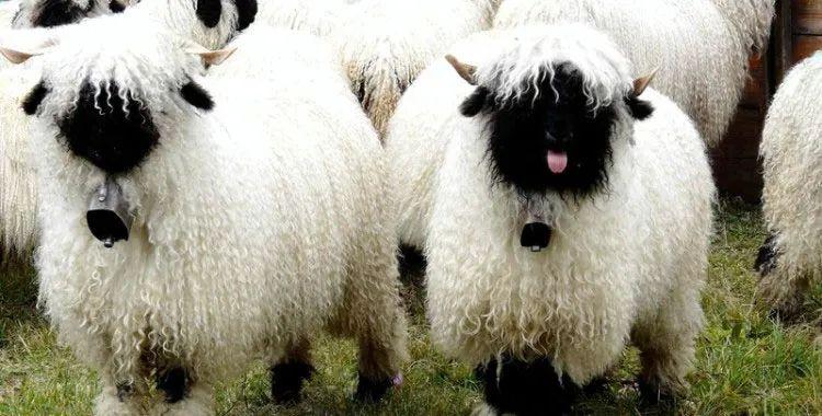 苏格兰黑面羊(scottish blackface sheep),为英国的纺织业做出了极其