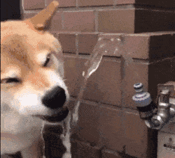 哪些表情包让你看一次笑一次?