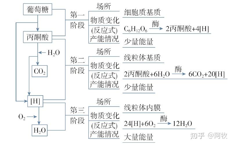 高中生物必修一呼吸作用和光合作用怎么学?