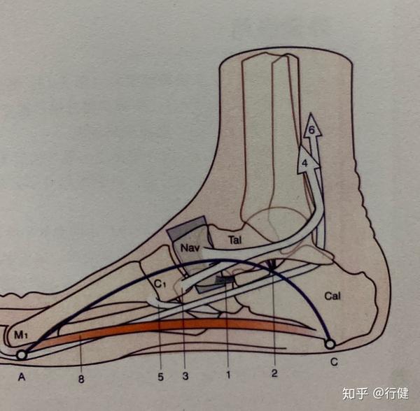 脚踝内侧疼?距舟关节炎了解一下.