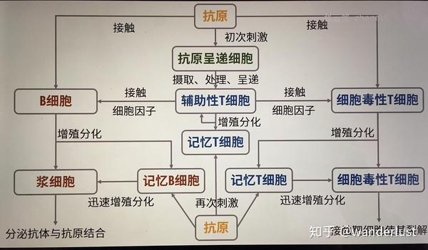 一,免疫系统组成 1,器官:主战场-细胞  吞噬细胞-吃  淋巴细胞:b细胞