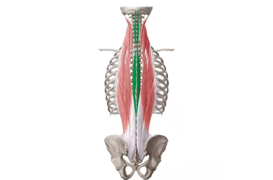 瑜伽解剖-竖脊肌:让我们直立行走的英雄肌肉