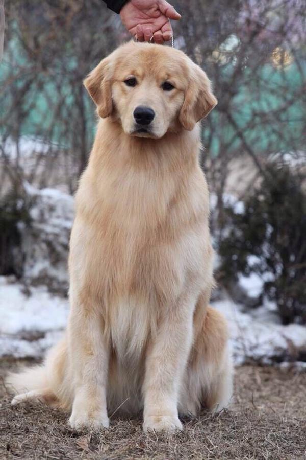 有一只品相特别好的金毛犬是什么体验?