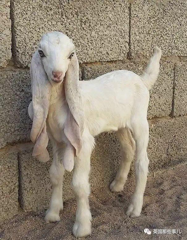 大马士革羊的耳朵为什么被剪掉?