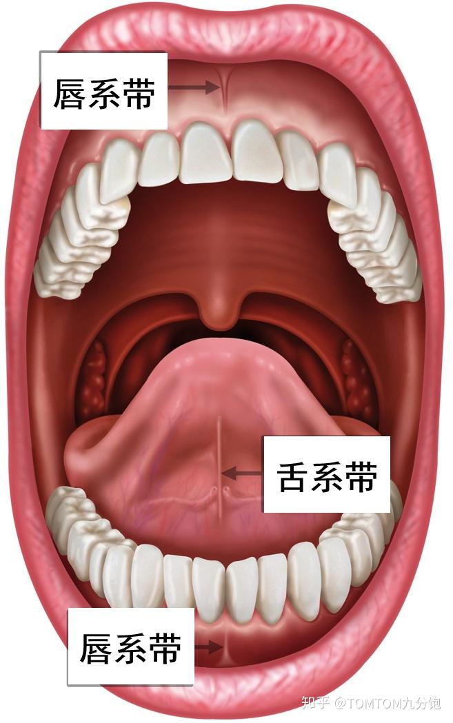 上唇系带是指在上唇内面的正中线上,分别从上口唇连于牙龈基部的细索