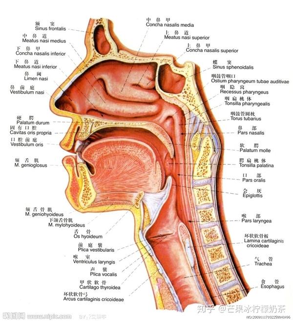 在这张图上,特别要注意的是以下几个部位,咽部,喉部,软腭.