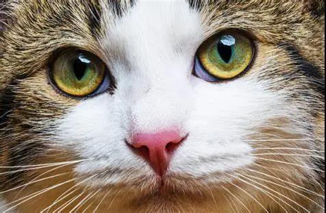 猫咪突然一只眼睛发红睁不开?警惕角膜炎5种常见症状