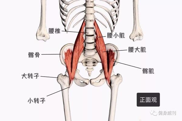 髂腰肌解剖图