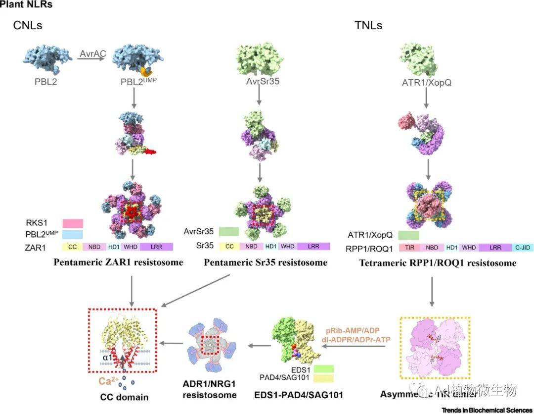 Trends In Biochemical Sciences Nlr