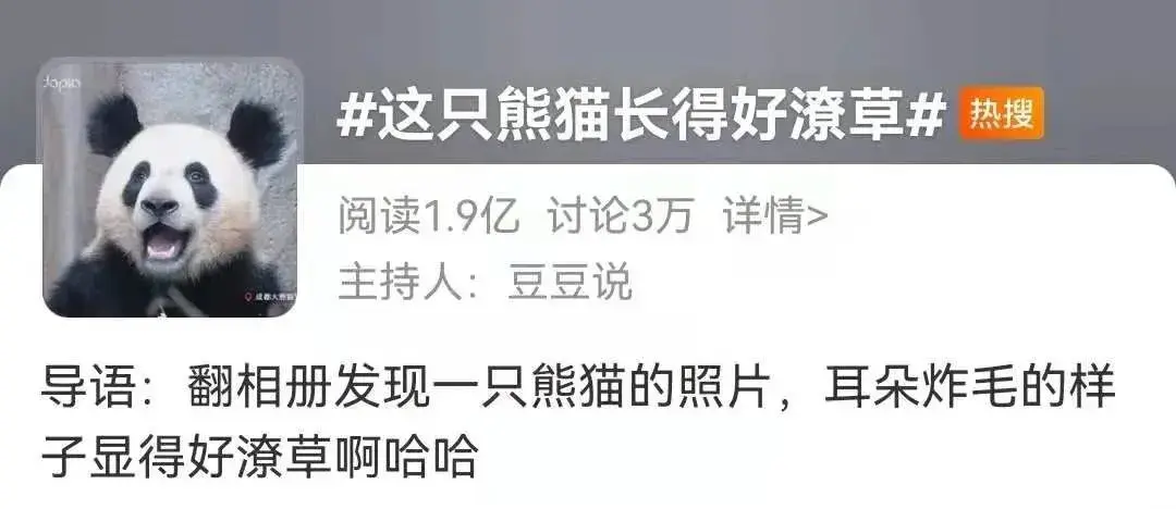 熊猫界的犀利哥走红网友成功让我忘了熊猫长啥样