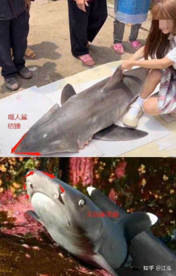 百万粉丝网红博主疑烹食噬人鲨遭举报当事人回应称是尖齿鲨渠道正规