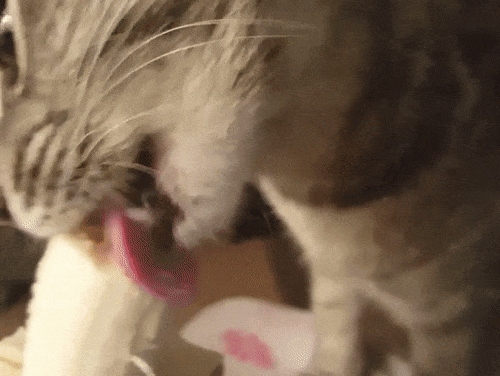 香蕉,有些猫咪                    绝的.图自:giphy