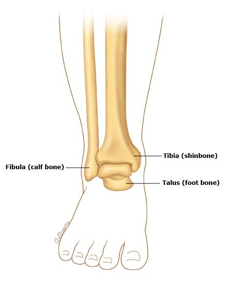 构成踝关节的骨骼包括2块小腿的骨骼(即胫骨和腓骨)和1块足部的骨骼