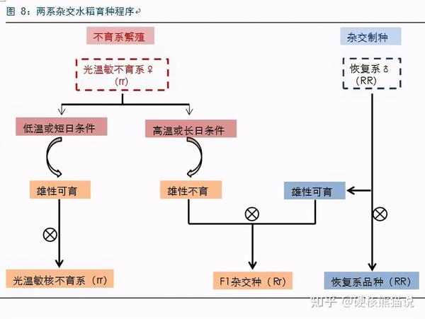 杂交水稻三个发展阶段的战略:即未来杂交水稻一定是从三系法到两系法
