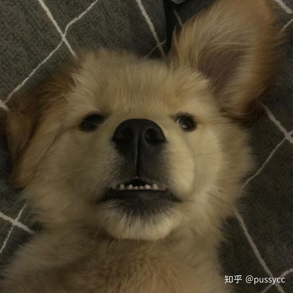 狗生?  