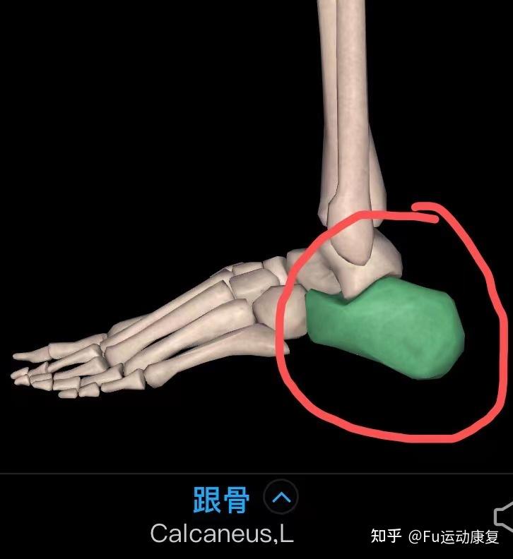 这个脚后跟这块骨头叫什么