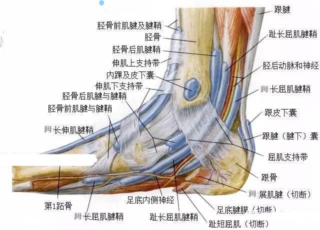 文献速览:距腓前韧带韧带注射后踝关节本体感觉的评价