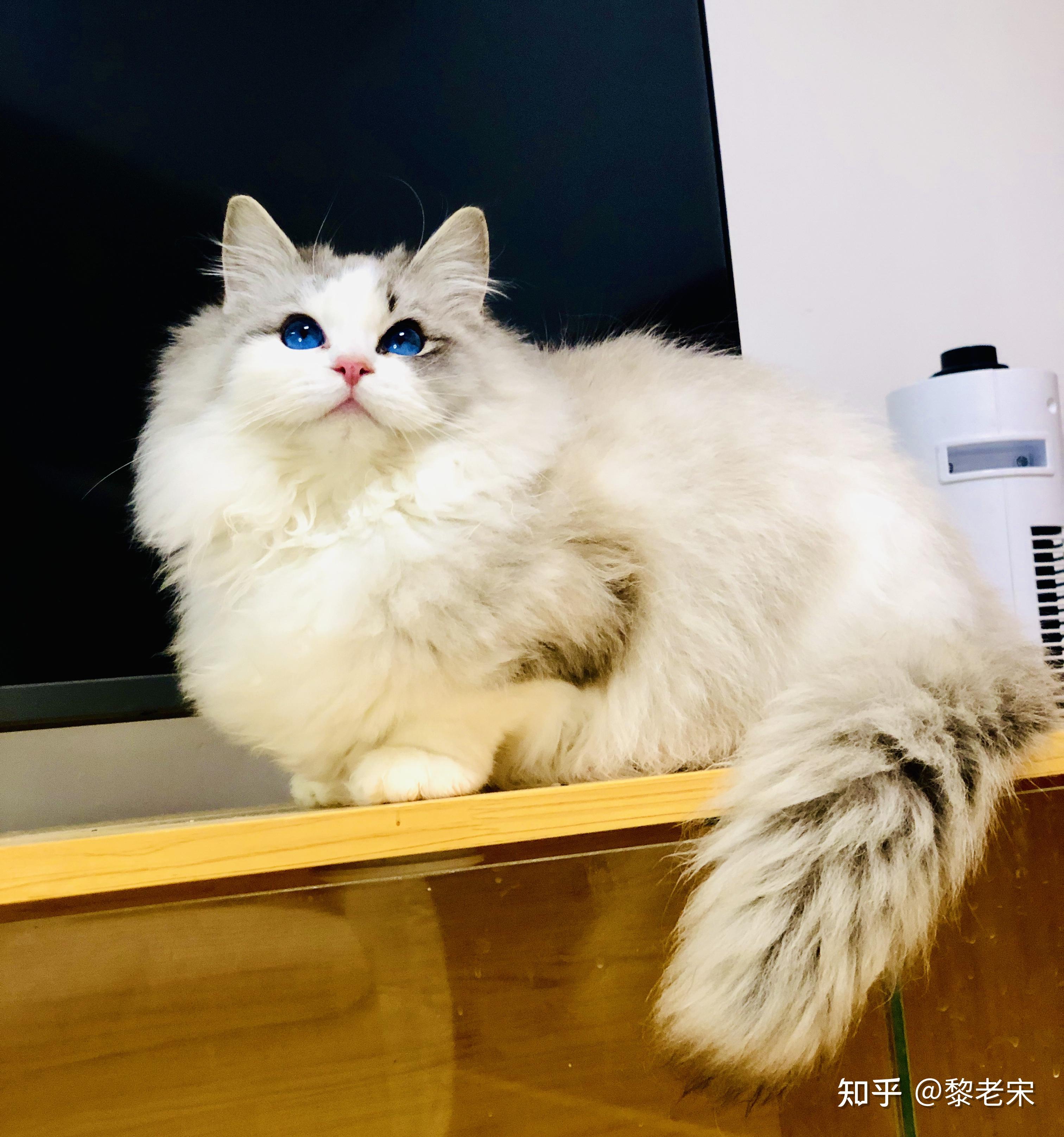 请问混血的布偶猫幼崽大概是什么价位