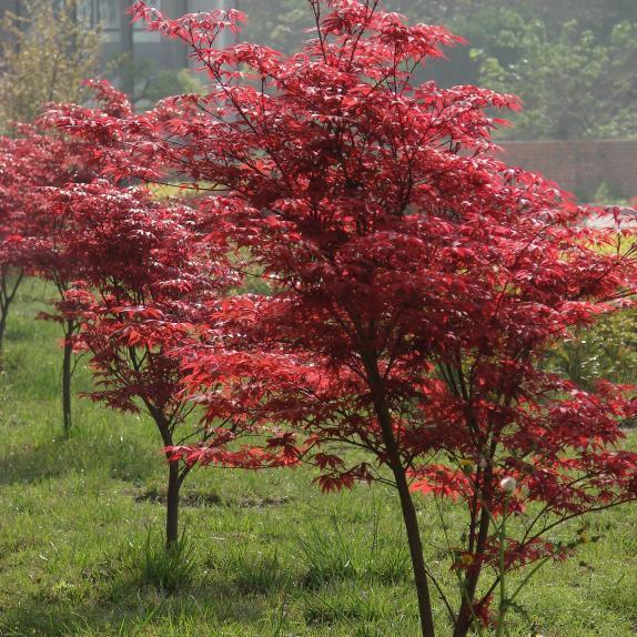 日本红枫红舞姬植物非试管高效快繁日本红枫红舞姬