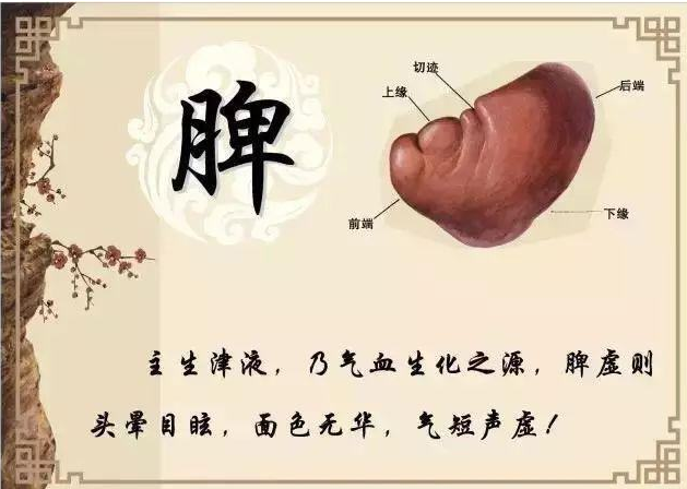 脾肺肾: 孩子一生健康的根基(关于脾)