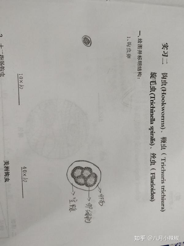 医学寄生虫实验手绘图