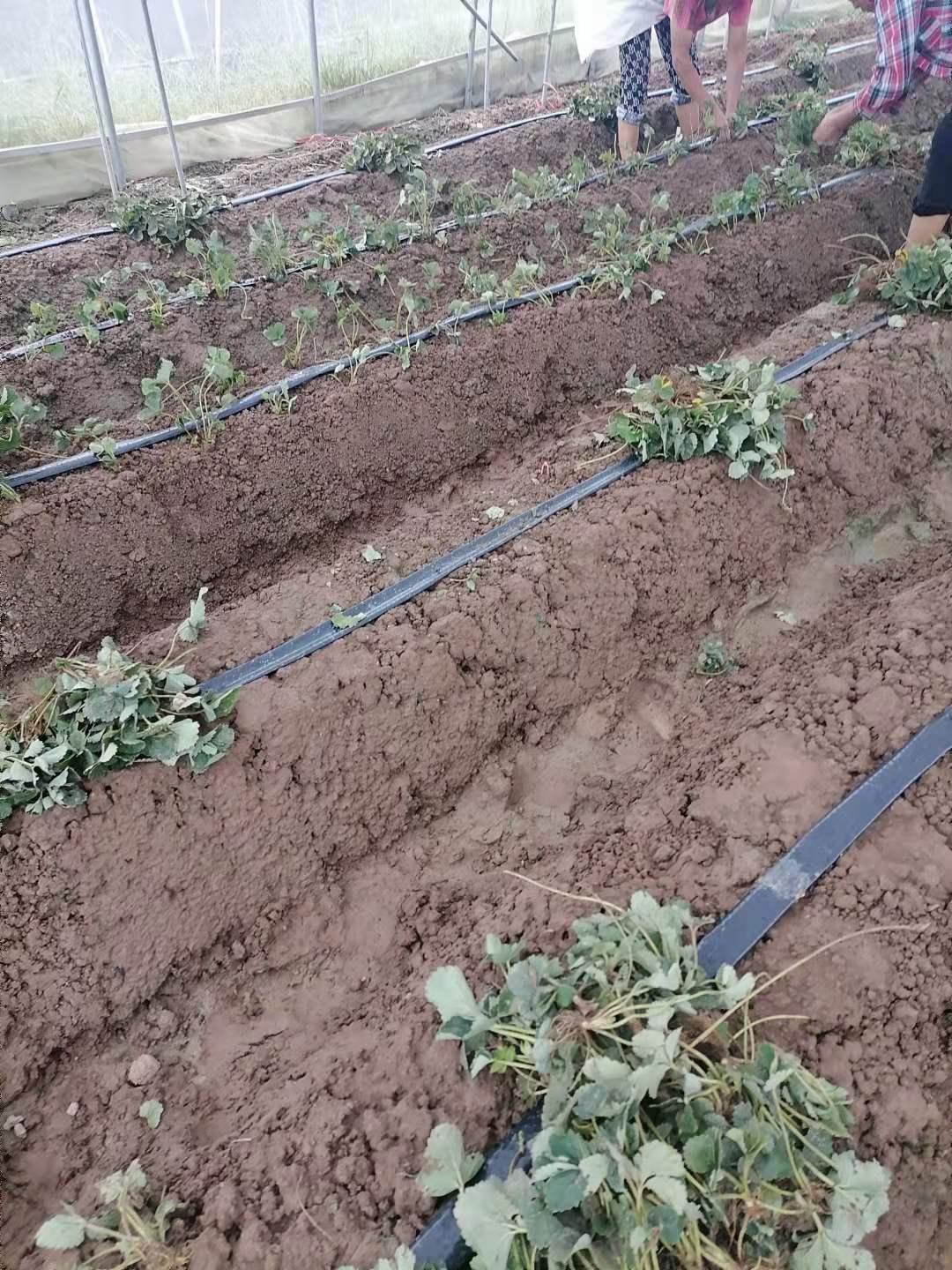 草莓种植技术草莓苗移栽后下一步该怎么做?