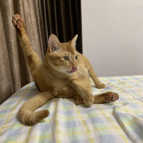 最好看的橘猫长什么样?
