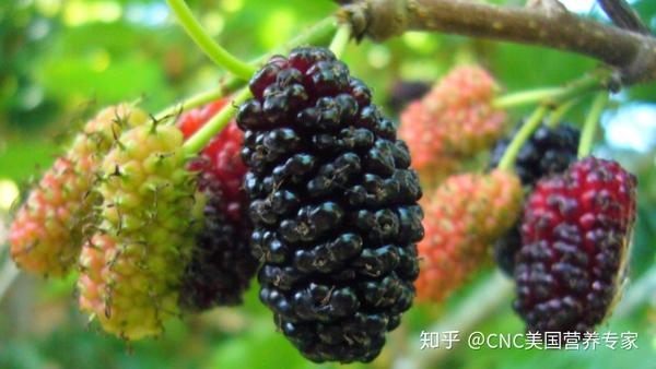 6,桑葚mulberries