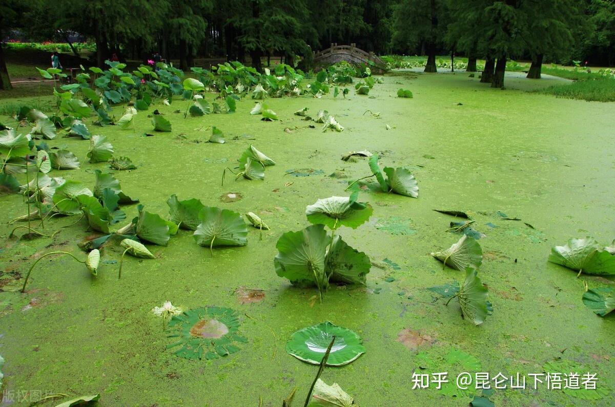 如何让我们的知识体系如池塘中的浮萍一样开启疯长模式