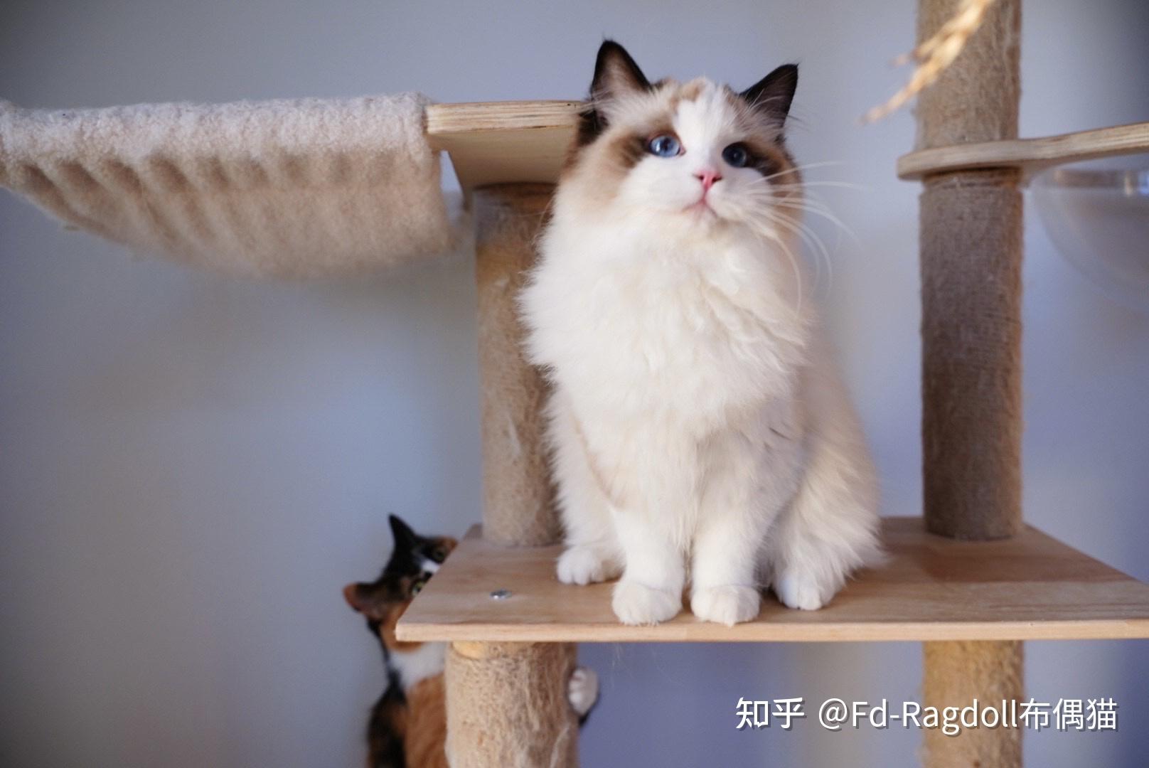 讲讲近期和布偶猫的故事
