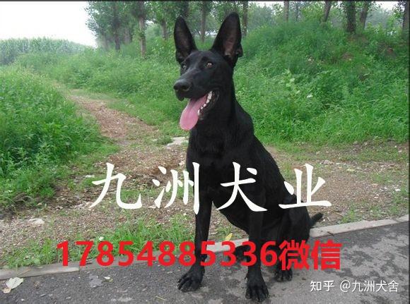 中华黑狼犬价格纯种黑狼犬多少钱一只