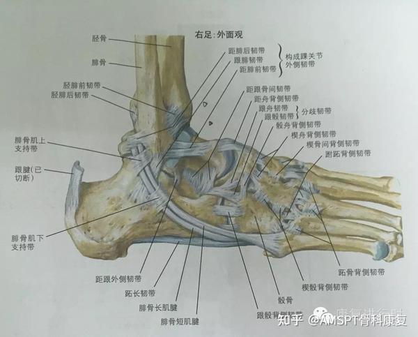 足部解剖学(二)