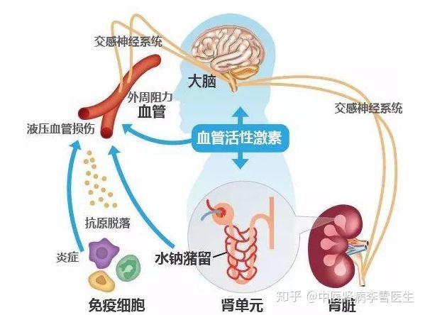 肾性高血压的形成   肾性高血压可根据发病因素的不同分为容量依赖