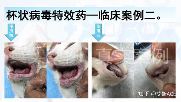 杯状病毒引起的猫口炎现在无需拔牙可以治愈