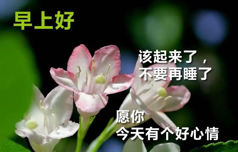 8月份最新版漂亮早安图片鲜花带字最美早上好问候语图片带字温馨