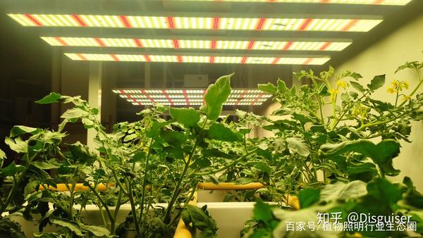 led植物补光灯和高压钠灯在园艺生产的差别