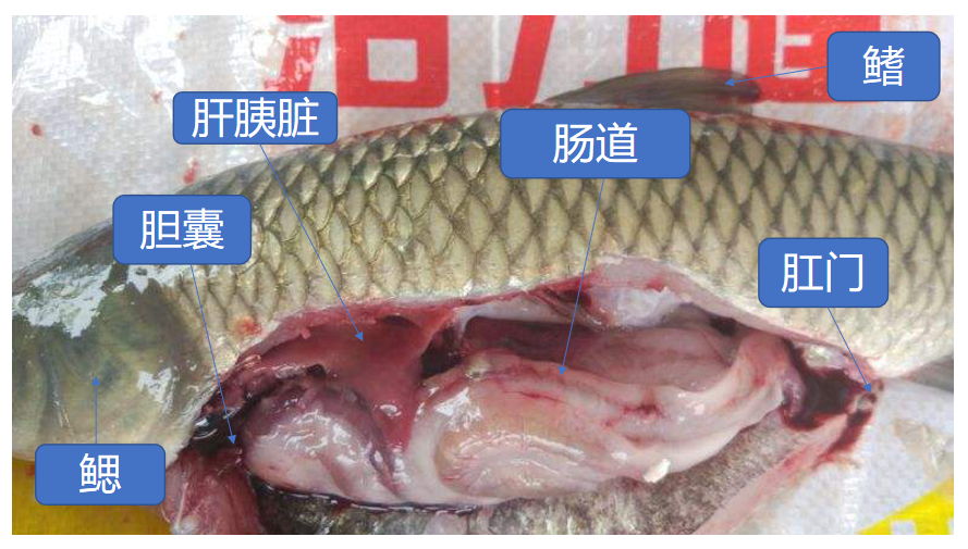 草鱼的肝脏位于腹腔,是最大的消化腺,大致分为左右两叶,右叶较大