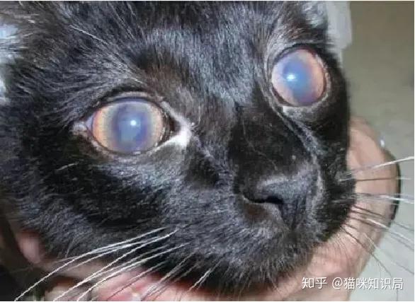 猫的冠状病毒得了就死