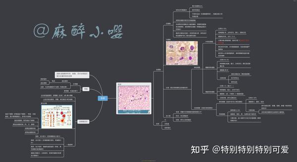 组胚学与胚胎学重点(含思维导图)