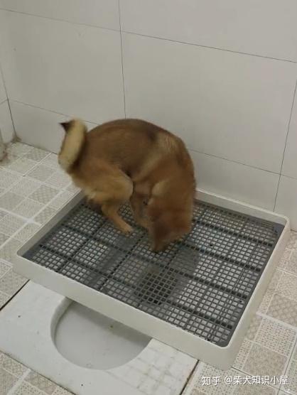 狗厕所里放上沾过狗狗尿液的纸巾,狗狗喂食过后,就放进围栏里,狗狗会