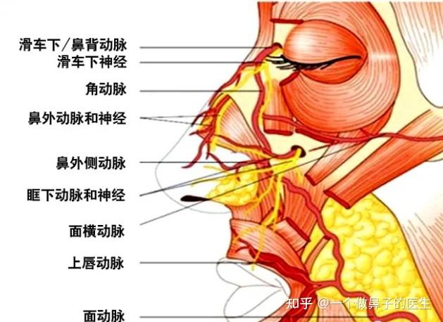医生熟悉鼻部结构对鼻整形的临床指导意义