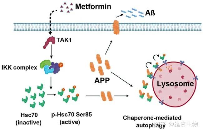 近期,浙大夏宏光教授课题组在《protein&cell(if=14.