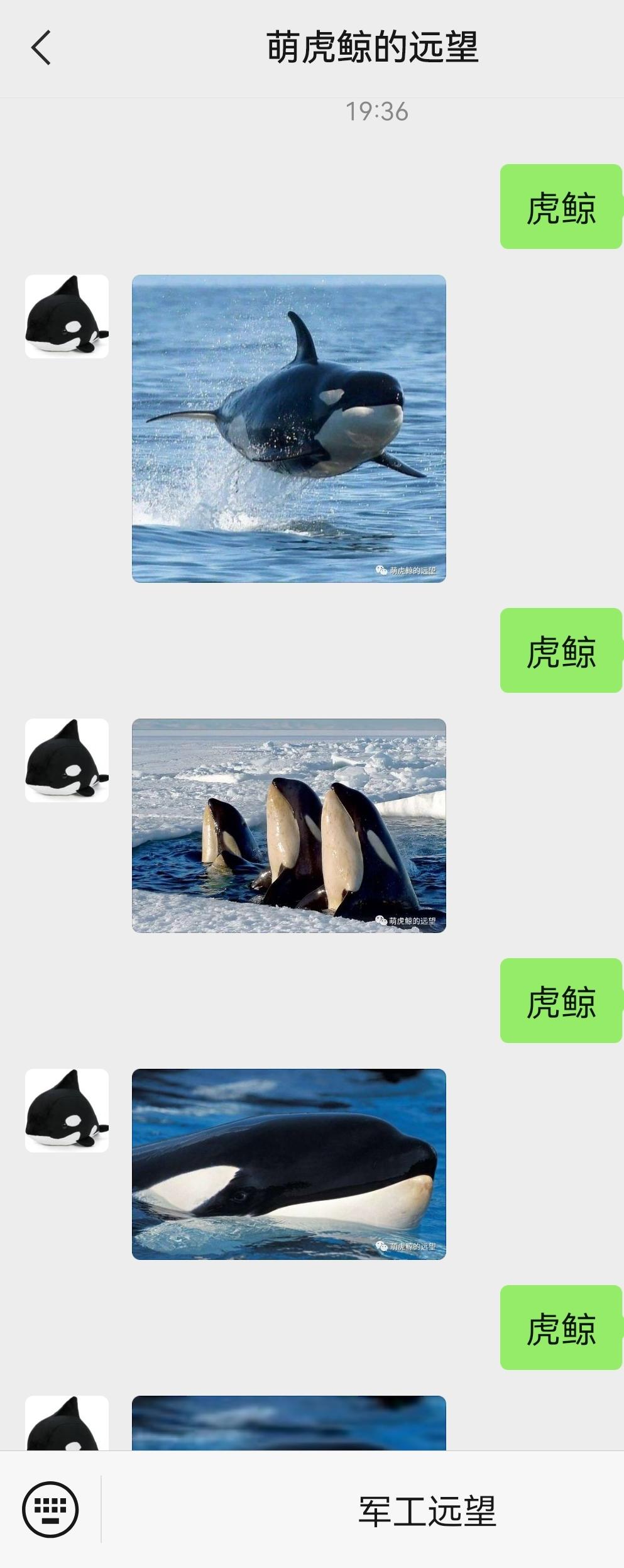 萌虎鲸 的想法: 微信公众号中回复"虎鲸",有惊喜